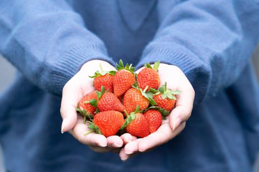 A young woman in blue sweater is picking up and holding fresh seasonal strawberries in the hands isolated on the garden, concept of organic farming, close up, copy space, macro.