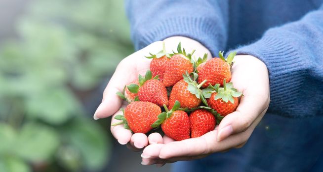 A young woman in blue sweater is picking up and holding fresh seasonal strawberries in the hands isolated on the garden, concept of organic farming, close up, copy space, macro.