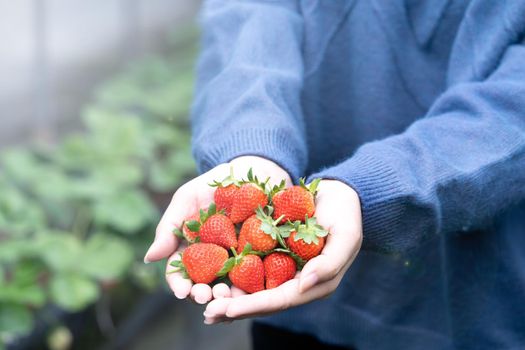 A young woman in blue sweater is picking up and holding fresh seasonal strawberries in the hands isolated on the garden, concept of organic farming, close up, copy space, macro.