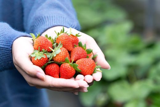 A young woman in blue sweater is picking up and holding fresh seasonal strawberries in the hands isolated on the garden, concept of organic farming, close up, copy space, macro.
