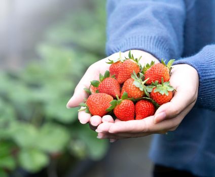 A young woman in blue sweater is picking up and holding fresh seasonal strawberries in the hands isolated on the garden, concept of organic farming, close up, copy space, macro.