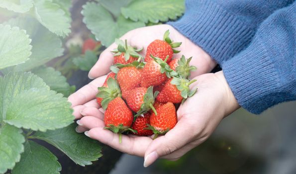 A young woman in blue sweater is picking up and holding fresh seasonal strawberries in the hands isolated on the garden, concept of organic farming, close up, copy space, macro.