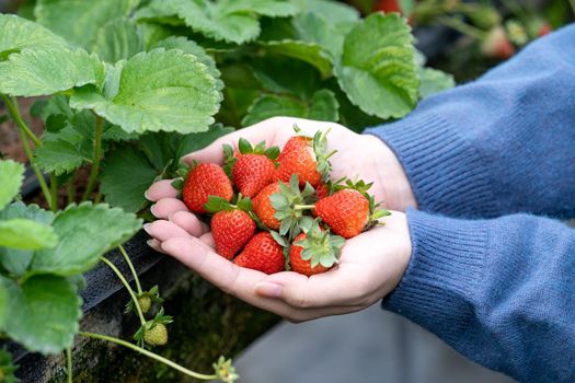 A young woman in blue sweater is picking up and holding fresh seasonal strawberries in the hands isolated on the garden, concept of organic farming, close up, copy space, macro.