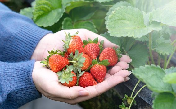 A young woman in blue sweater is picking up and holding fresh seasonal strawberries in the hands isolated on the garden, concept of organic farming, close up, copy space, macro.