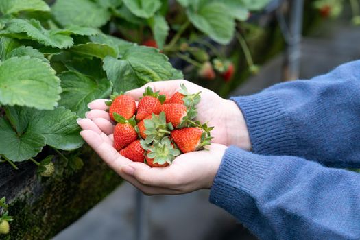 A young woman in blue sweater is picking up and holding fresh seasonal strawberries in the hands isolated on the garden, concept of organic farming, close up, copy space, macro.