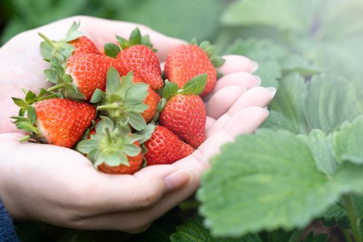 A young woman in blue sweater is picking up and holding fresh seasonal strawberries in the hands isolated on the garden, concept of organic farming, close up, copy space, macro.