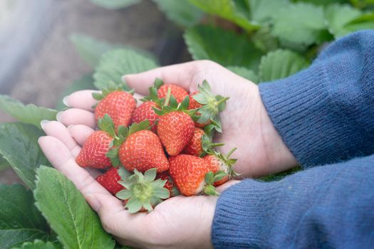 A young woman in blue sweater is picking up and holding fresh seasonal strawberries in the hands isolated on the garden, concept of organic farming, close up, copy space, macro.