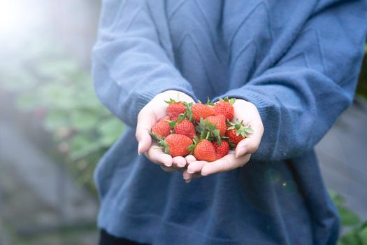 A young woman in blue sweater is picking up and holding fresh seasonal strawberries in the hands isolated on the garden, concept of organic farming, close up, copy space, macro.