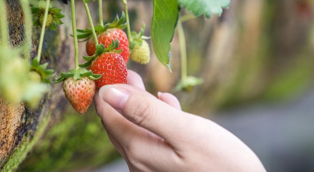A young woman in blue sweater is collecting up and holding fresh seasonal strawberries in the hands isolated on the garden, concept of organic farming, close up, copy space, macro.