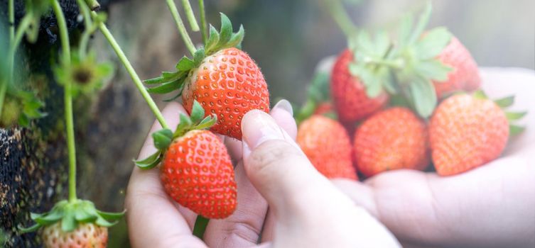 A young woman in blue sweater is collecting up and holding fresh seasonal strawberries in the hands isolated on the garden, concept of organic farming, close up, copy space, macro.