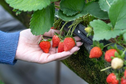 A young woman in blue sweater is collecting up and holding fresh seasonal strawberries in the hands isolated on the garden, concept of organic farming, close up, copy space, macro.