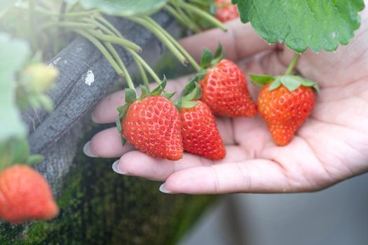 A young woman in blue sweater is collecting up and holding fresh seasonal strawberries in the hands isolated on the garden, concept of organic farming, close up, copy space, macro.