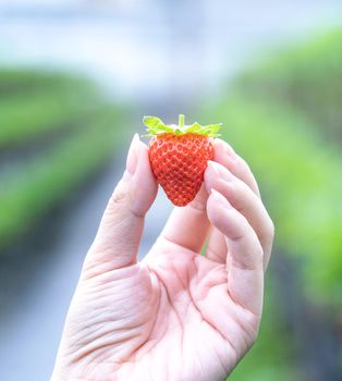 A young woman in blue sweater is collecting up and holding fresh seasonal strawberries in the hands isolated on the garden, concept of organic farming, close up, copy space, macro.