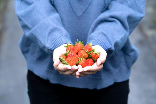 A young woman in blue sweater is picking up and holding fresh seasonal strawberries in the hands isolated on the garden, concept of organic farming, close up, copy space, macro.