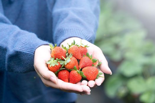 A young woman in blue sweater is picking up and holding fresh seasonal strawberries in the hands isolated on the garden, concept of organic farming, close up, copy space, macro.
