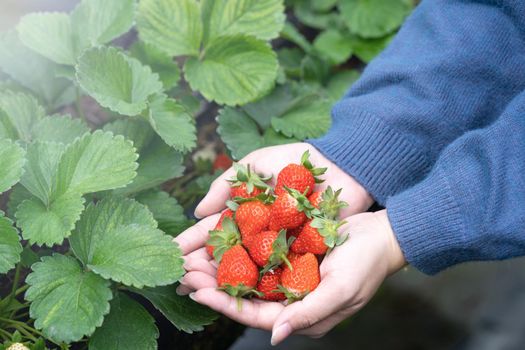A young woman in blue sweater is picking up and holding fresh seasonal strawberries in the hands isolated on the garden, concept of organic farming, close up, copy space, macro.