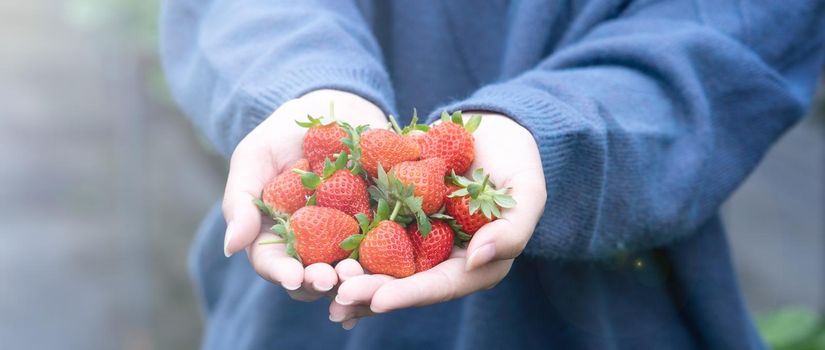 A young woman in blue sweater is picking up and holding fresh seasonal strawberries in the hands isolated on the garden, concept of organic farming, close up, copy space, macro.