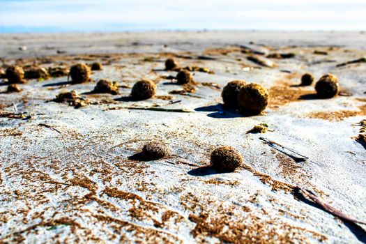 Dry oceanic posidonia seaweed balls on the beach and sand texture in a sunny day in winter