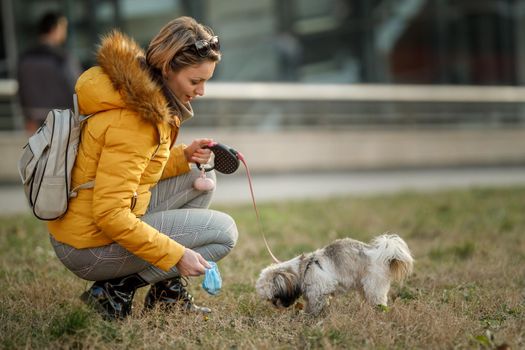 A pretty woman is picking up her pet's droppings with plastic bag while walking with her cute dog.