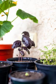 Close-up of purple basil and other green plants grown in a tray on a home windowsill. Seedlings of domestic plants. Healthy food concept, vegan concept. Home gardening.