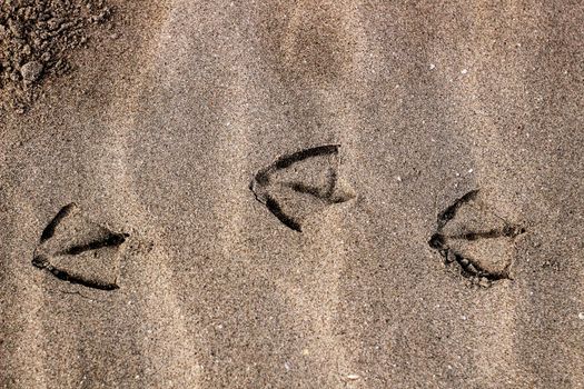 Gull footprints and sand texture on the beach in Spain