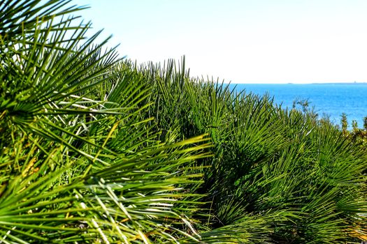 Green vegetation in the coastline of Alicante