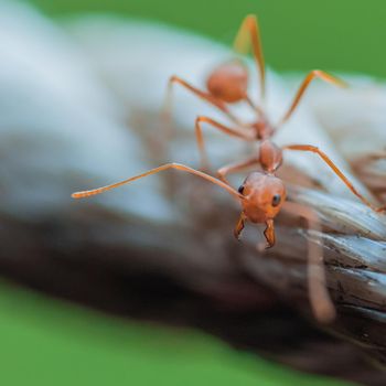 Brown Ants in Macro close up