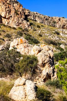 Vegetation in cliffs of the Alicante coast