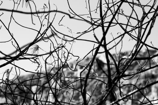 Dry tree branches texture in the mountain