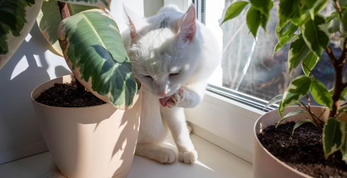 A white adult cat licks its paws. Cat licks paw on window on sunny day.