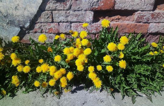 Dandelions on the background of an old brick wall. Beautiful spring flowers in the city.