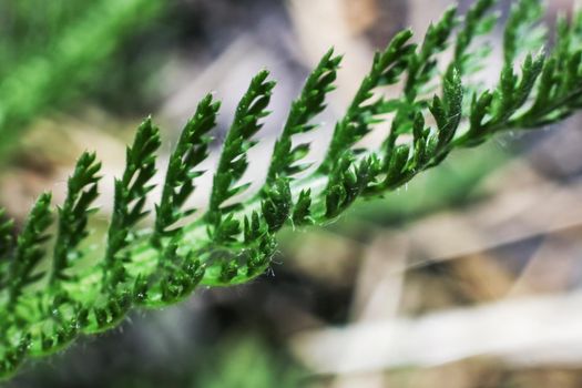 Green blade of grass stem close up, macro photo, copy space