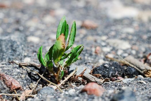 Leaves of grass grow from asphalt close up with copy space