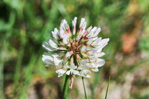 White flower of clover on the backdrop of greenery close up
