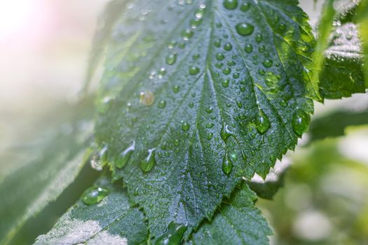 Leaves of grass with dew drops close up, macro photo