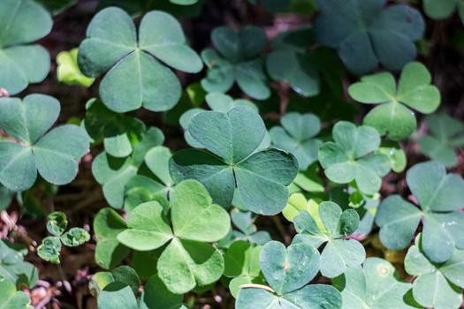 Green leaves of clover in the forest close up, macro photo