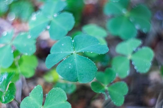 Green leaves of clover in the forest close up, macro photo