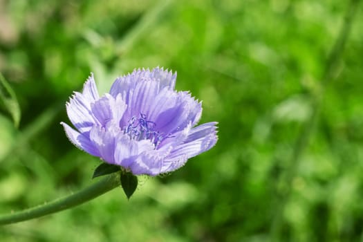 Purple flower on a branch with leaves close up, copy space