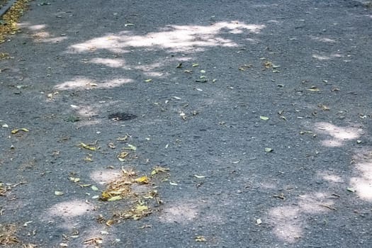 Yellow autumn leaves on the pavement on the sidewalk, copy space
