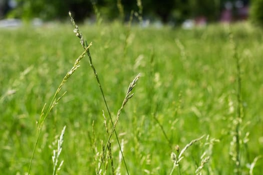 Green grass close up on the background of the summer field