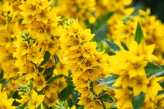Yellow flowers on a branch with leaves close up, background or texture