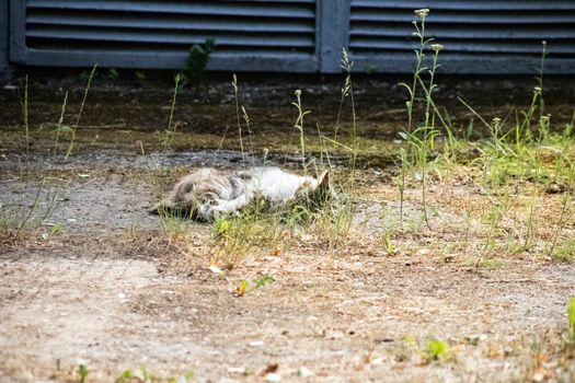 White cat sleeping on the grass in summer close up