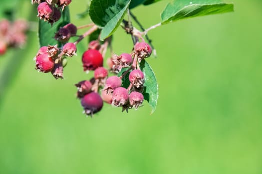 Purple berries on a branch with green leaves close up