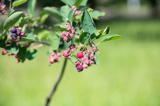 Purple berries on a branch with green leaves close up