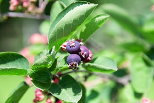 Purple berries on a branch with green leaves close up