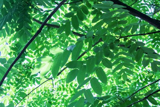 Large green leaves on tree branches close up, backround or texture