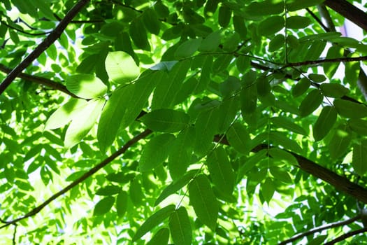 Large green leaves on tree branches close up, backround or texture