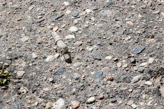 Gray caterpillar crawling on the asphalt close up, macro photo