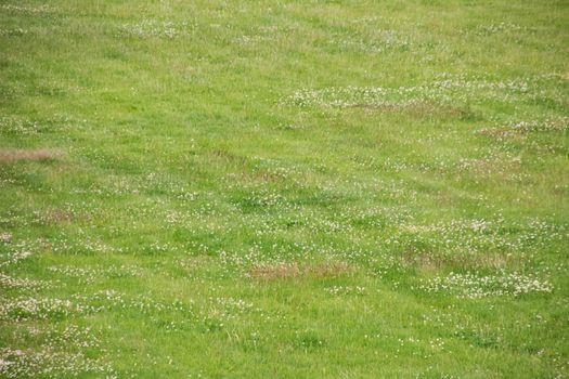 Green grass on the lawn close up, background or texture