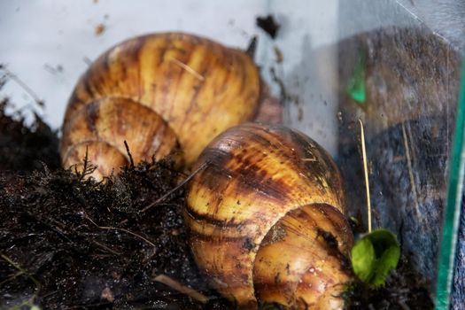 Two large Achatina snails in the aquarium close up